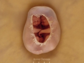 高一生物减数分裂和受精作用课件