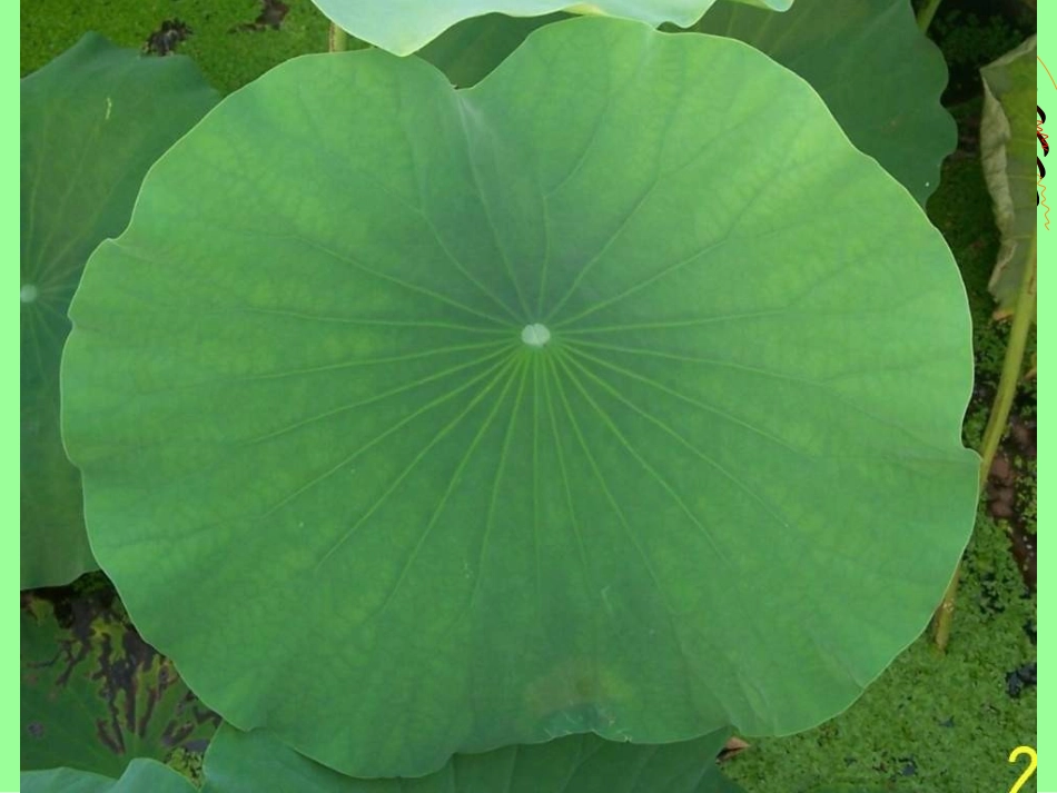 《荷叶圆圆》课件1_第1页