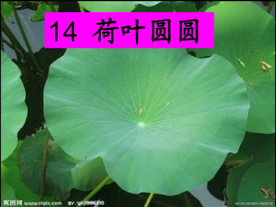 《荷叶圆圆》课件1_第2页