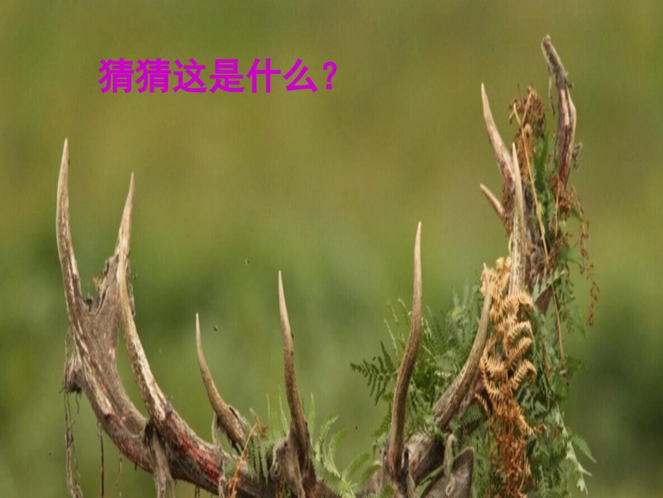 观察物体1 (2)_第2页