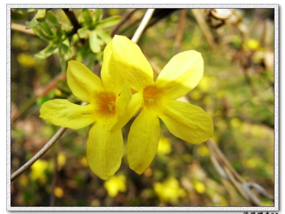 苏教版四年级上册第15课《一路花香》_第3页