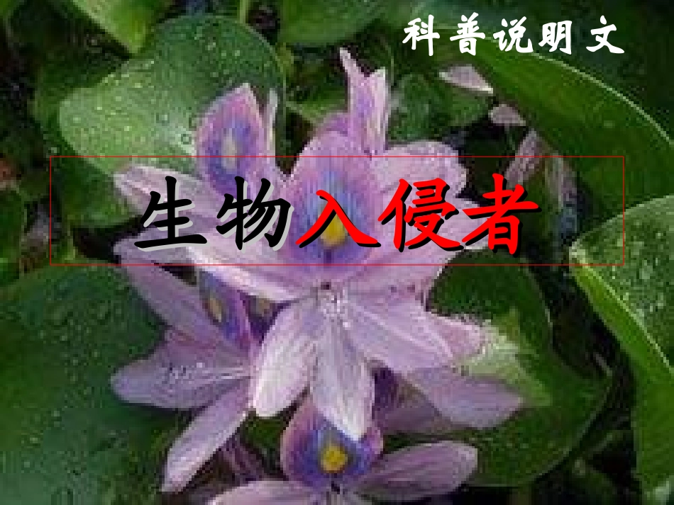 八年级语文生物入侵者1_第1页