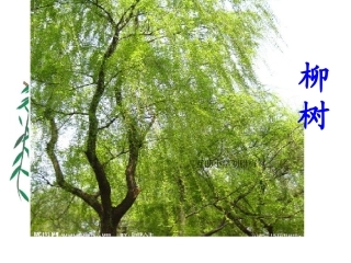 绝句(两个黄鹂鸣翠柳)
