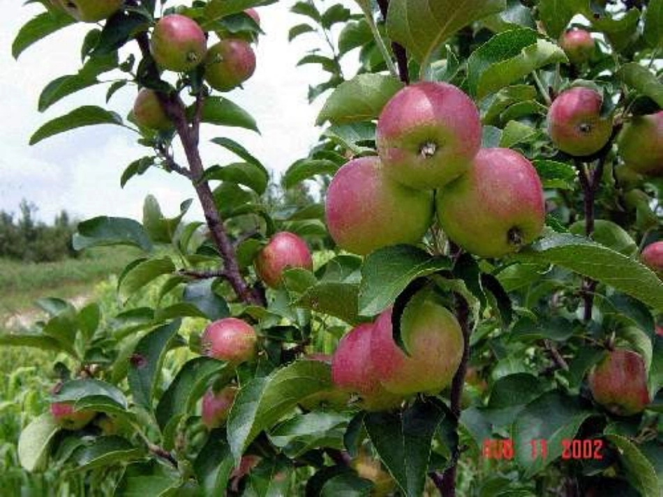 秋天的图画201495_第3页