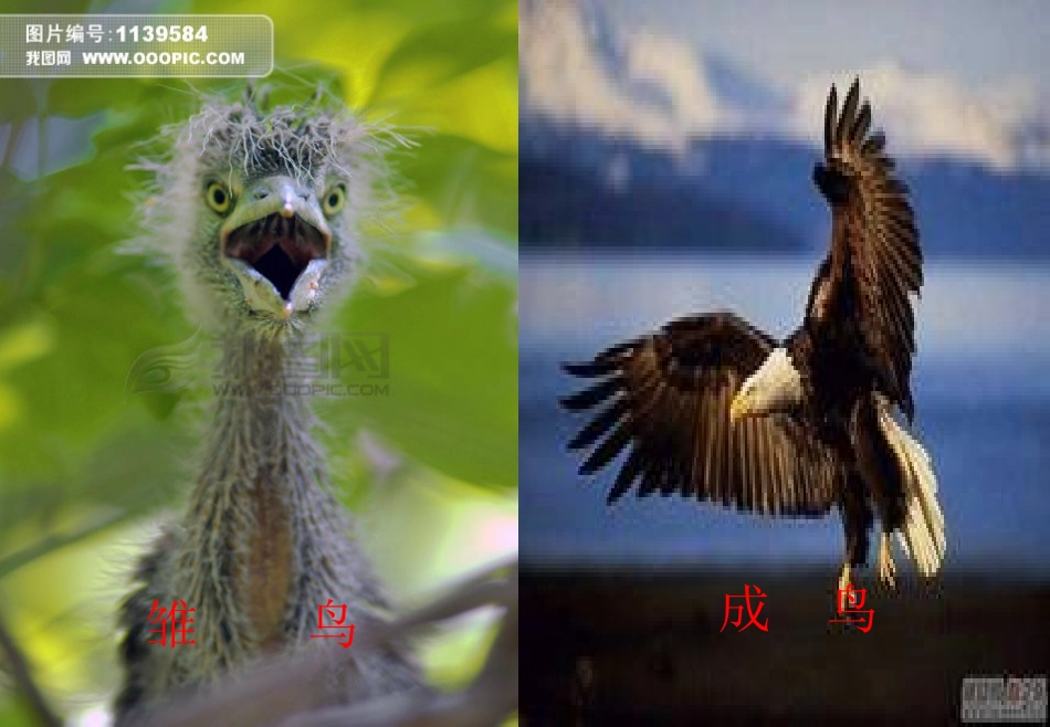 快乐的节日PPT_第3页