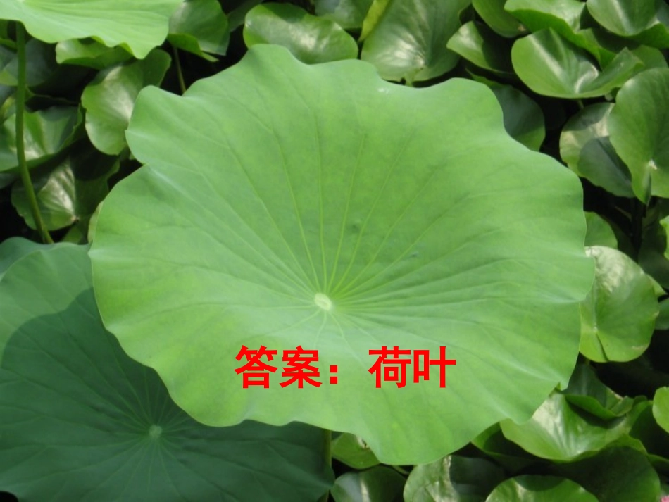 荷叶圆圆——上课用~2_第2页