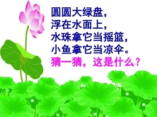 荷叶圆圆——上课用~2