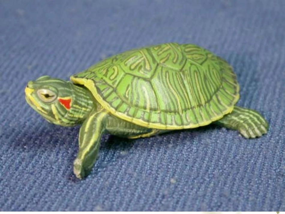 生物入侵者_优秀课件_第1页