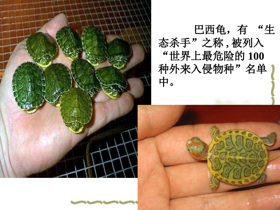 生物入侵者_优秀课件_第2页
