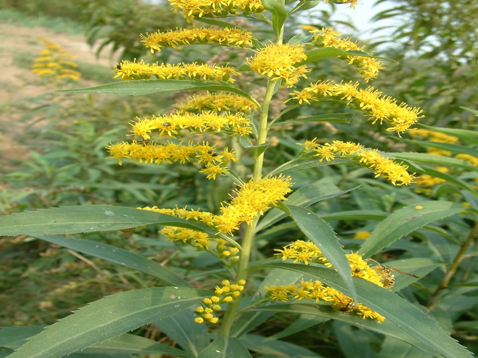 生物入侵者_优秀课件_第3页