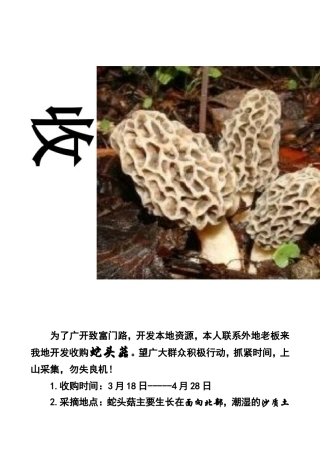 收购蛇头菇2