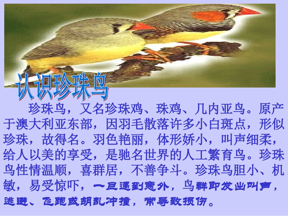 《珍珠鸟》课件2(1)_第2页