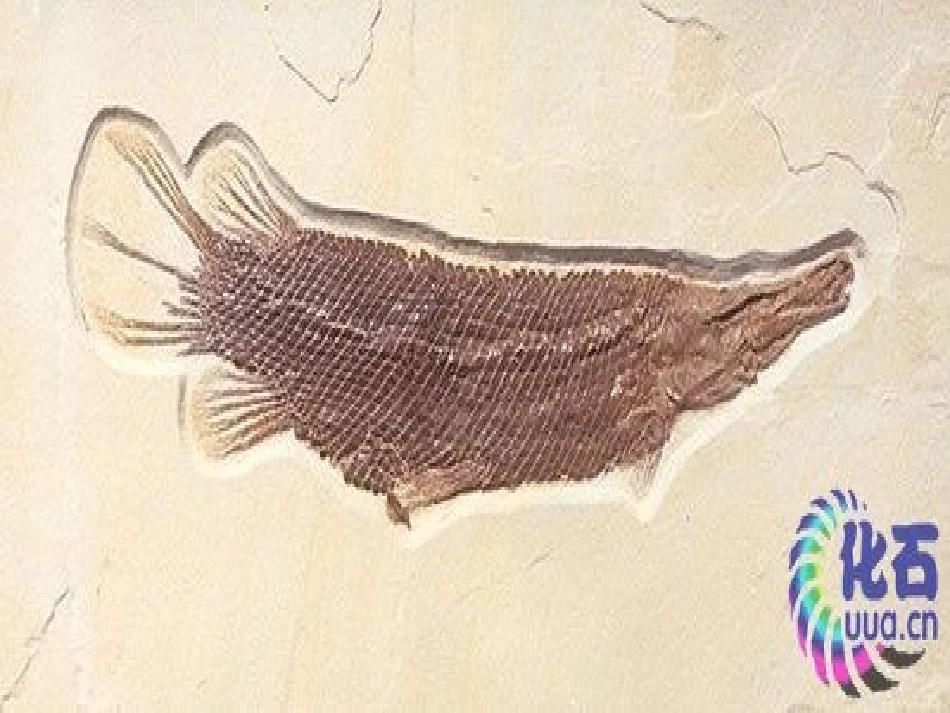 《活化石》课件_第2页