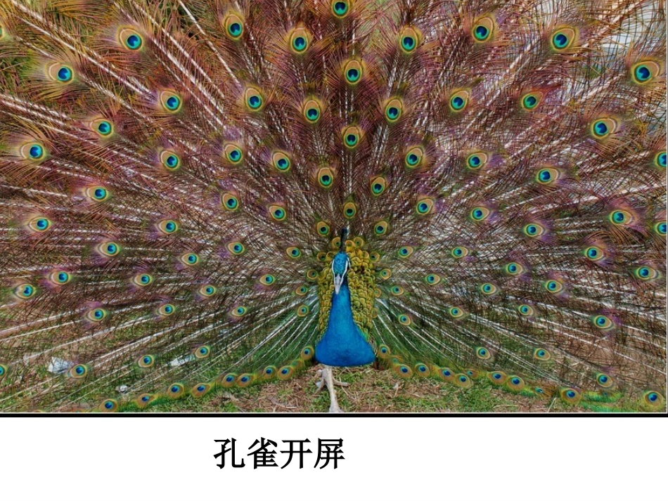 人教版八上第二章第一节动物的运动（共48张PPT）_第2页