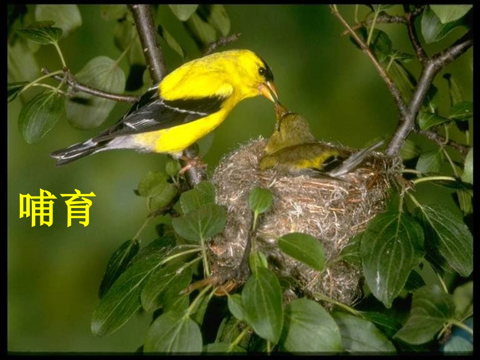 人教版八上第二章第一节动物的运动（共48张PPT）_第3页