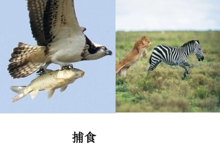 人教版八上第二章第一节动物的运动（共48张PPT）