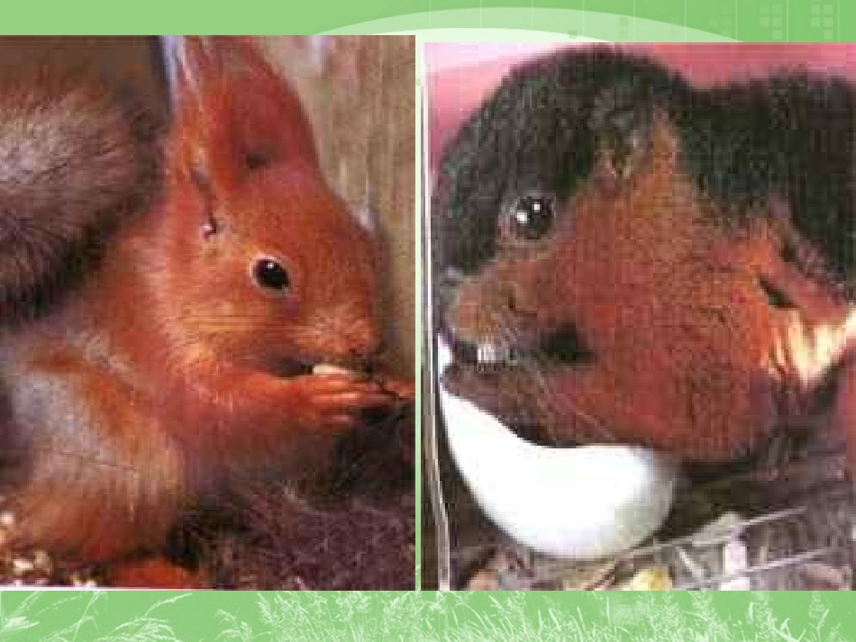 《10松鼠》麻列彩PPT课件_第3页