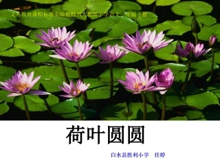 《荷叶圆》课件