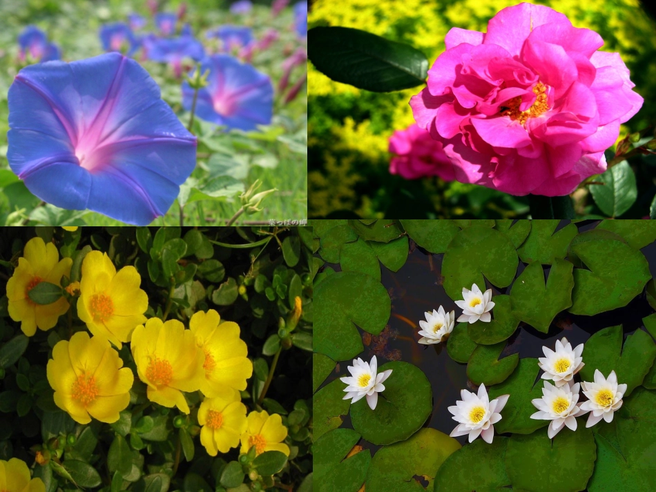 人教版三年级语文上册13课《花钟》_第3页