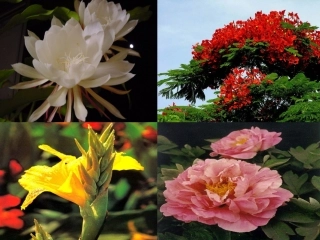 人教版三年级语文上册13课《花钟》