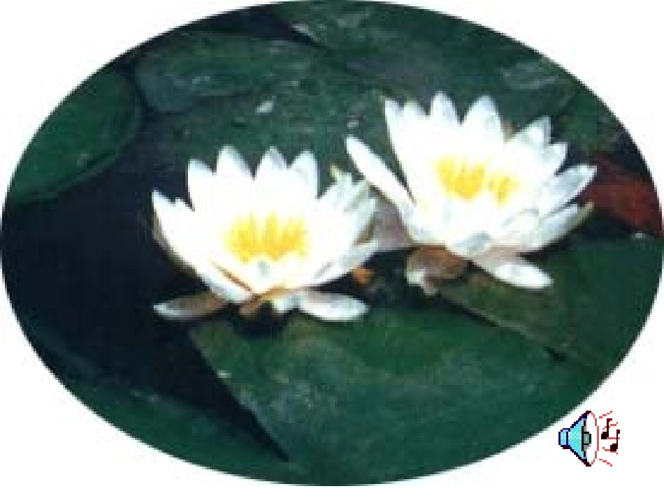 课件《花钟》_第1页