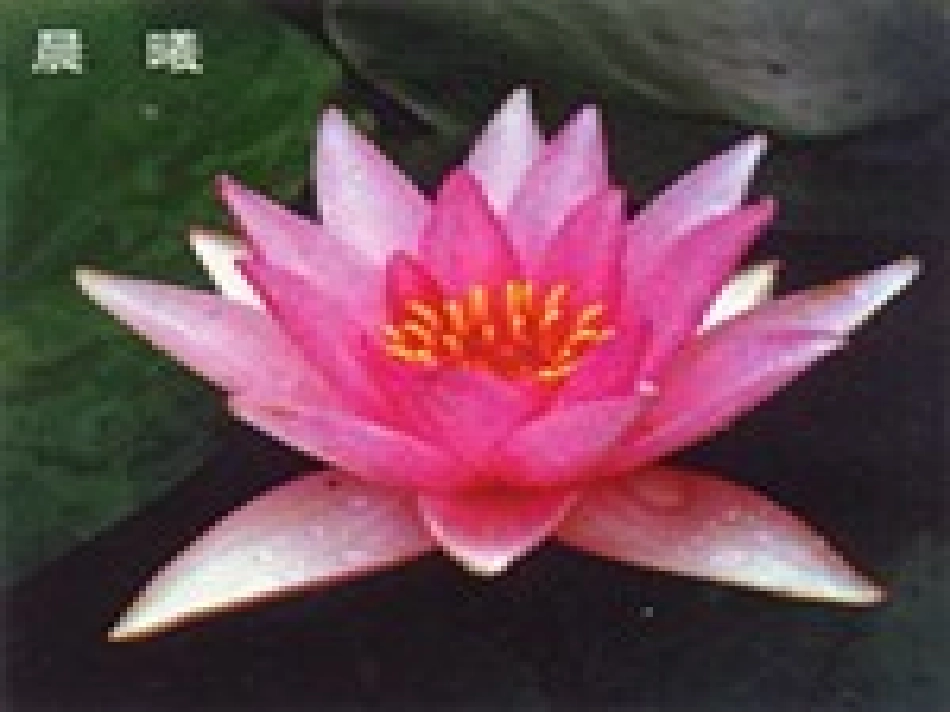 课件《花钟》_第2页