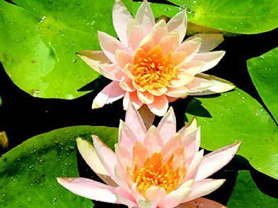 课件《花钟》_第3页