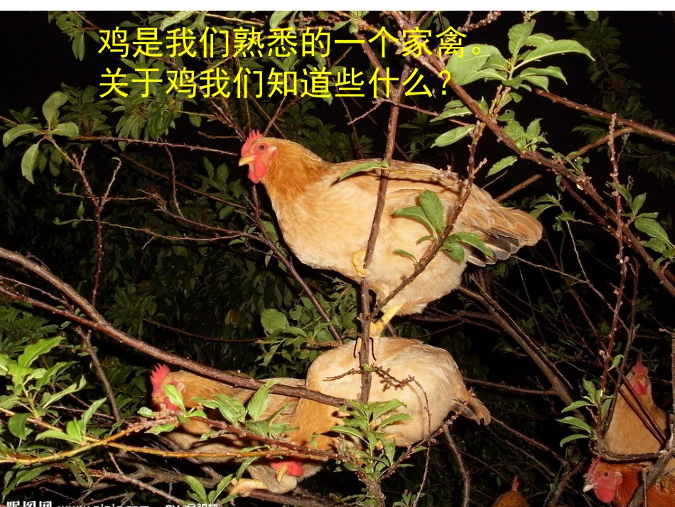 鄂教版三年级科学上册第19课《鸡》_第2页