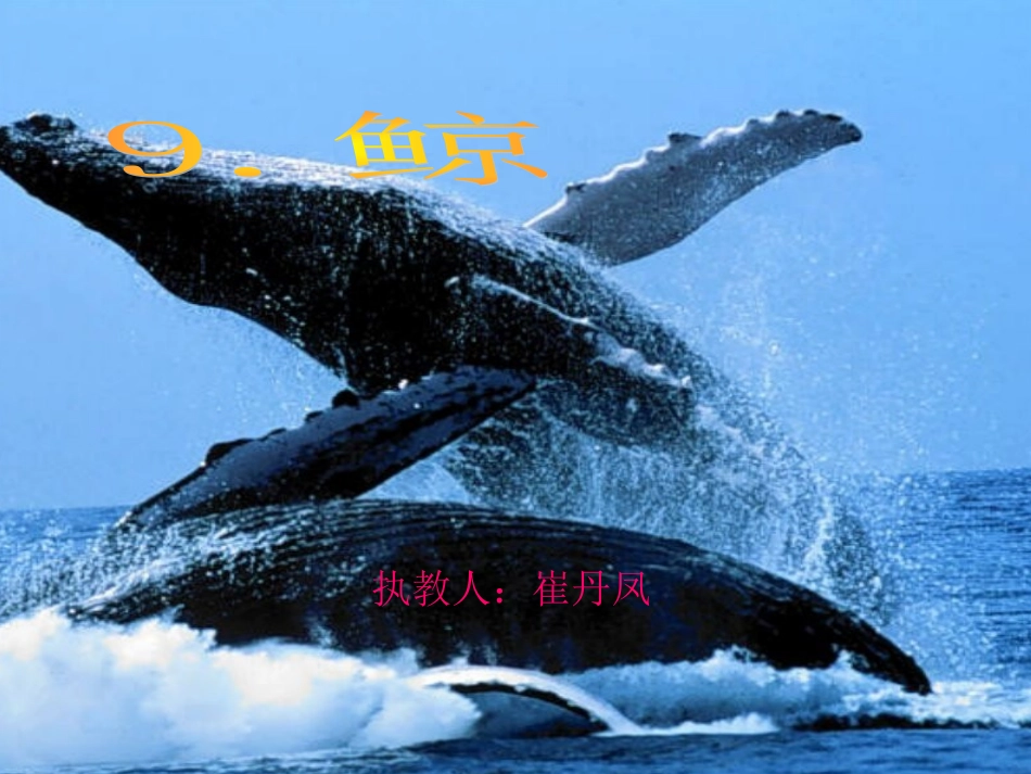《鲸》公开课课件_第1页