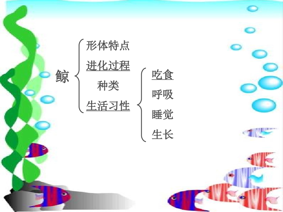《鲸》公开课课件_第3页