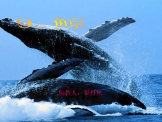 《鲸》公开课课件
