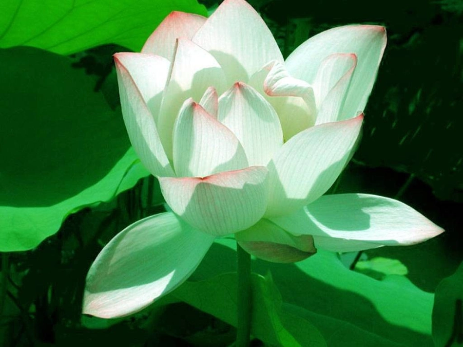 爱莲说幻灯片_第1页