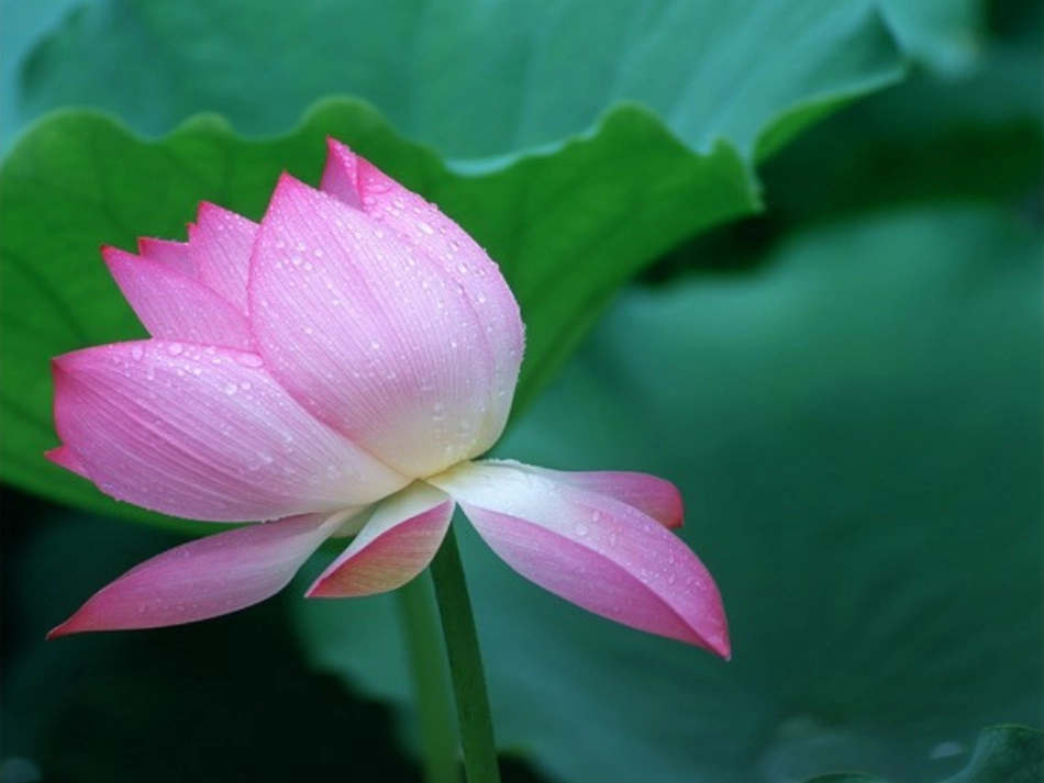 爱莲说幻灯片_第2页