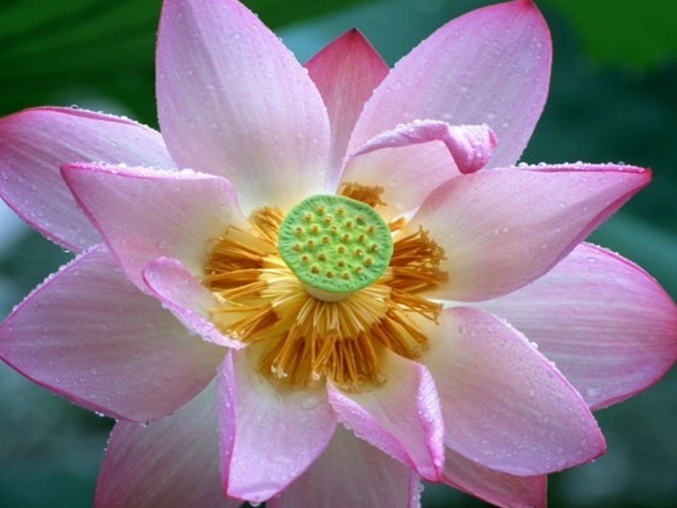 爱莲说幻灯片_第3页