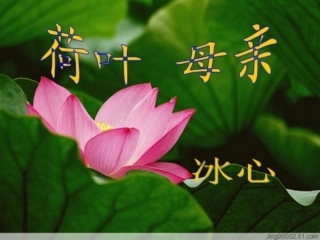 荷叶母亲课件(1)