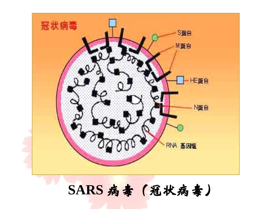 八年级生物神奇的微生物_第2页