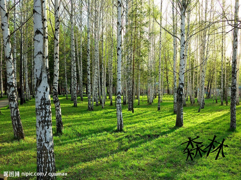 《白桦林好地方》课件_第3页