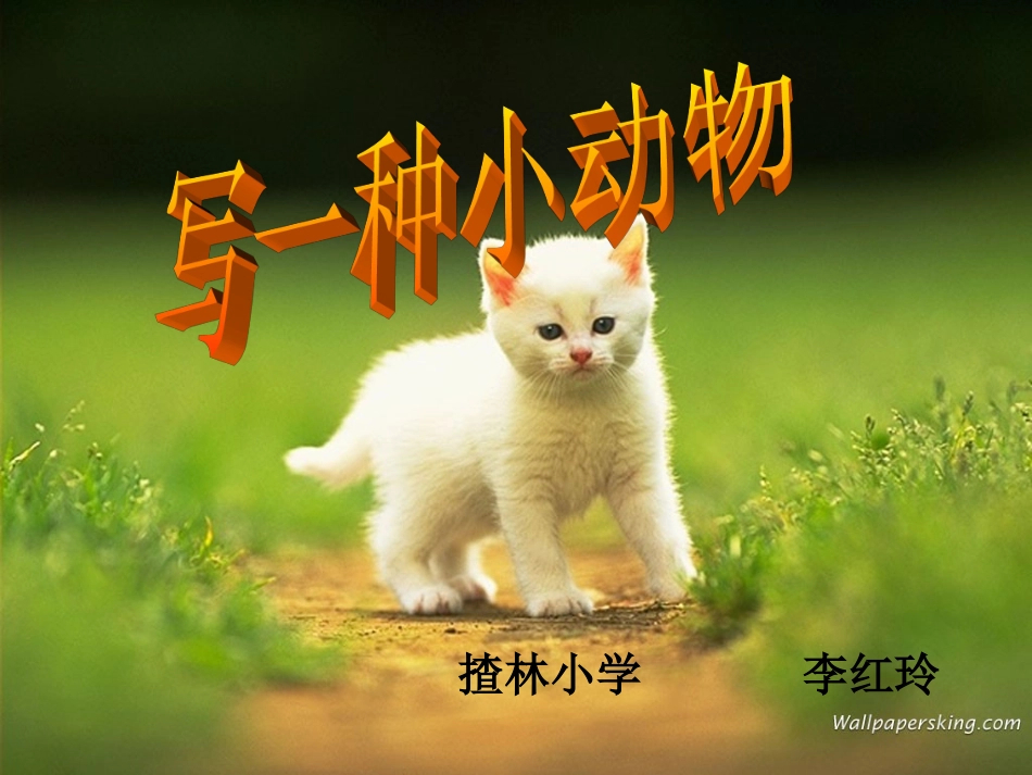 动物作文课件_第2页