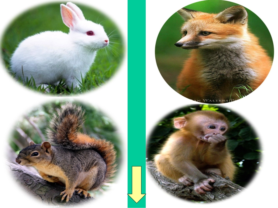 酸的和甜的生字教学_第2页