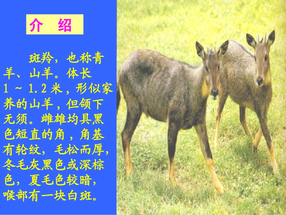 斑羚飞渡课 (2)_第3页