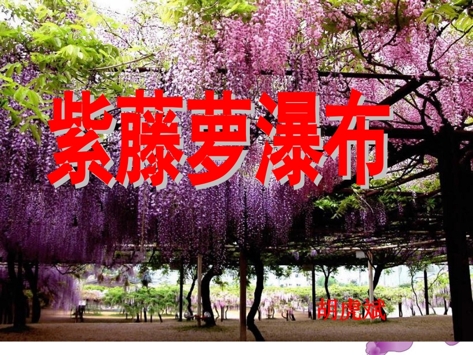 紫藤萝瀑布 (3)_第1页