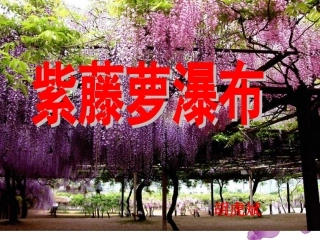 紫藤萝瀑布 (3)