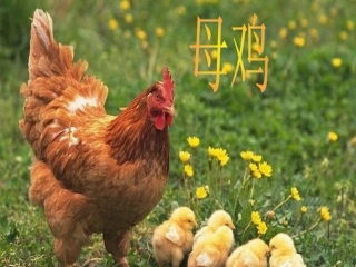《母鸡》课件PPT