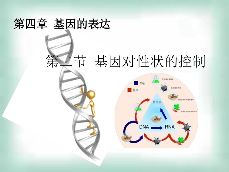高中生物《42基因对性状的控制》课件新人教版必修2_第1页