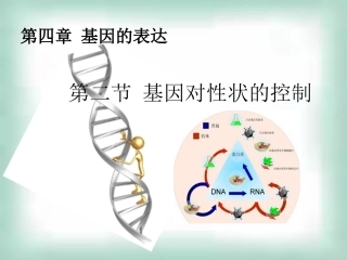 高中生物《42基因对性状的控制》课件新人教版必修2