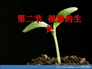 七年级生物上册-植株的生长课件
