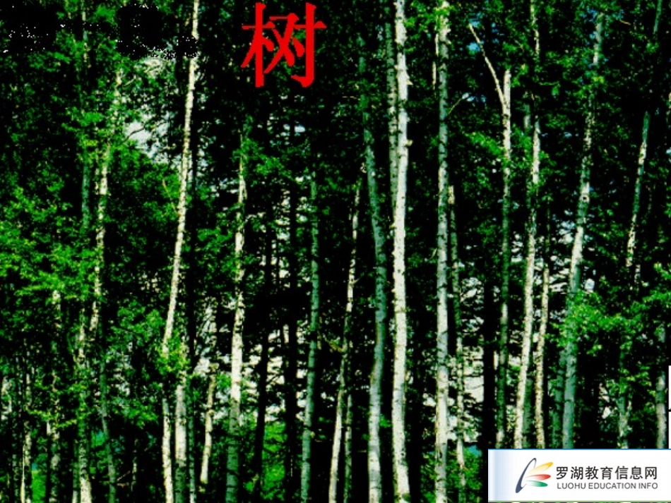 美丽的小兴安岭提供：邓芬_第2页