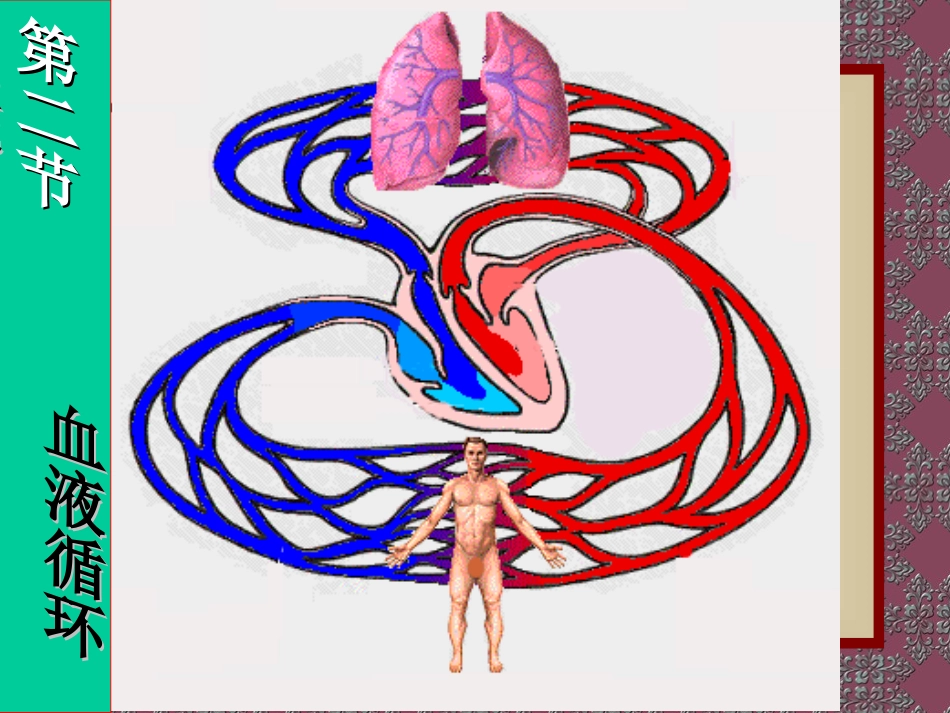 血液循环系统PPT课件_第1页