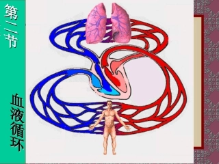 血液循环系统PPT课件