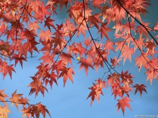 《秋天的雨》课件6 (2)